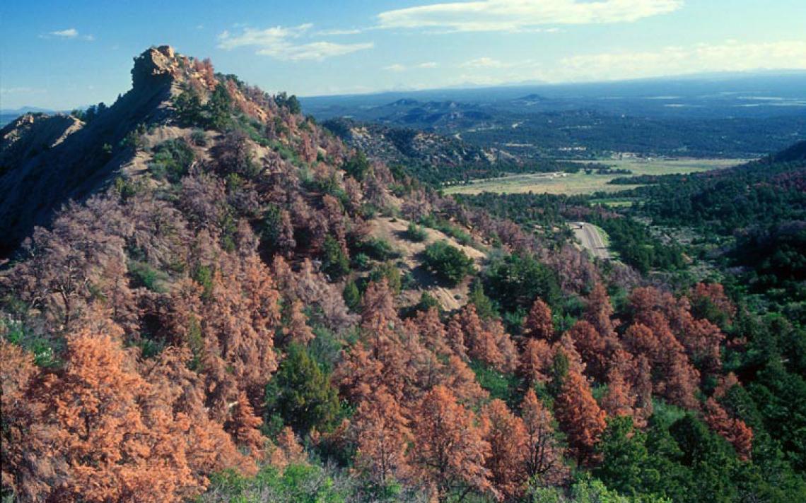 Researchers anticipate drought-related plant stress to intensify and spread to higher elevations under the influence of a warming climate. Pinyon pine forest